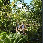 Michelet * Collioure
